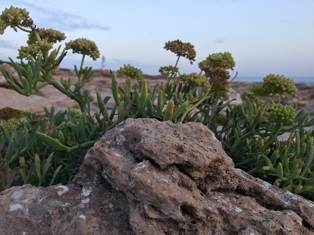 Far De Ses Salines-Ses Salines必去景点