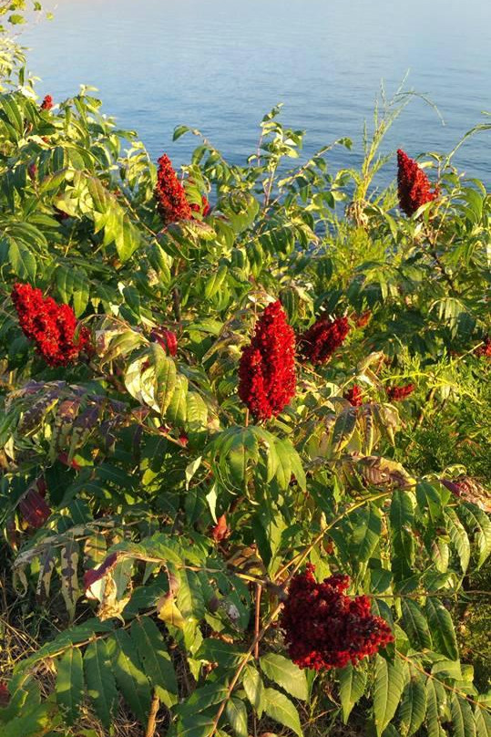 Milford Nature Center & Fish Hatchery