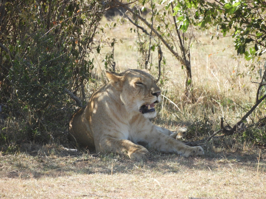 Deep Forest safari-Thika必去景点