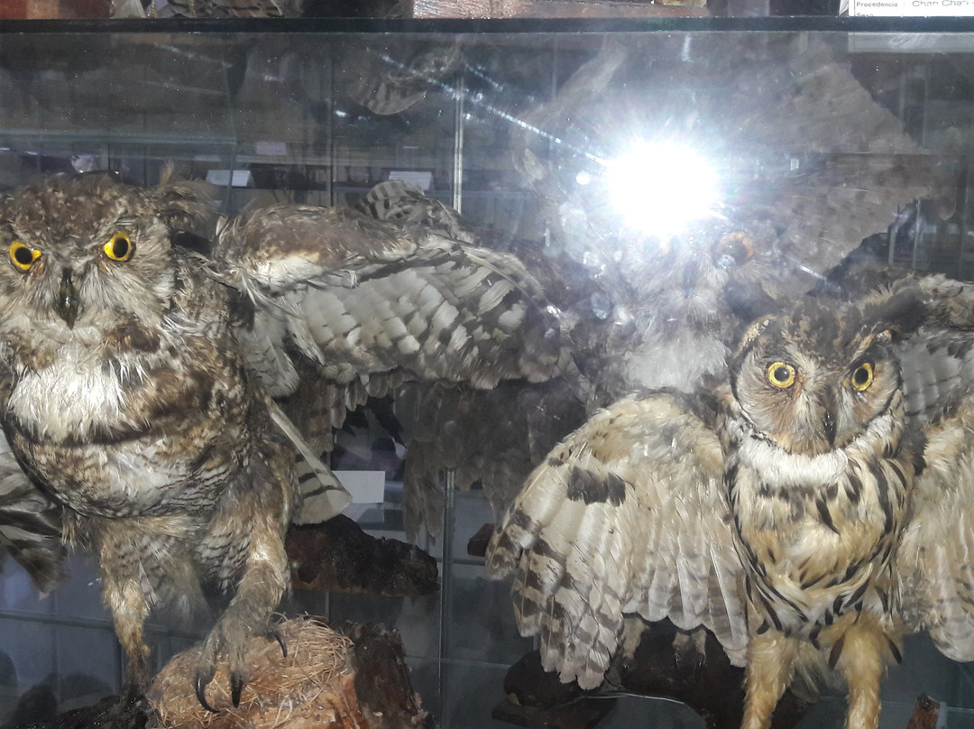 Museum of Zoology-特鲁希略必去景点