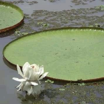 Amazon Victoria Regia-伊基托斯必去景点