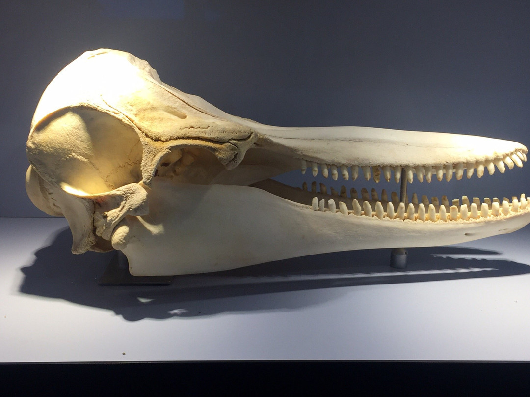 Marine and Freshwater Discovery Centre-皇后崖必去景点