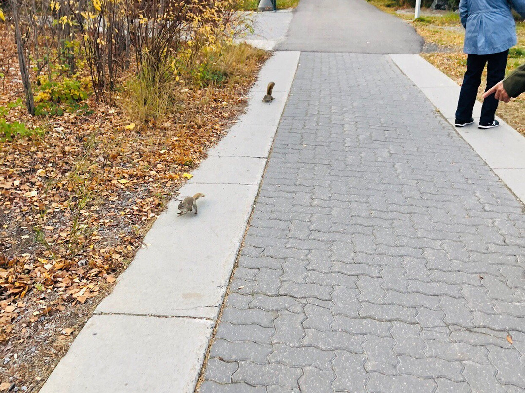 Frame Lake Trail-黄刀镇必去景点