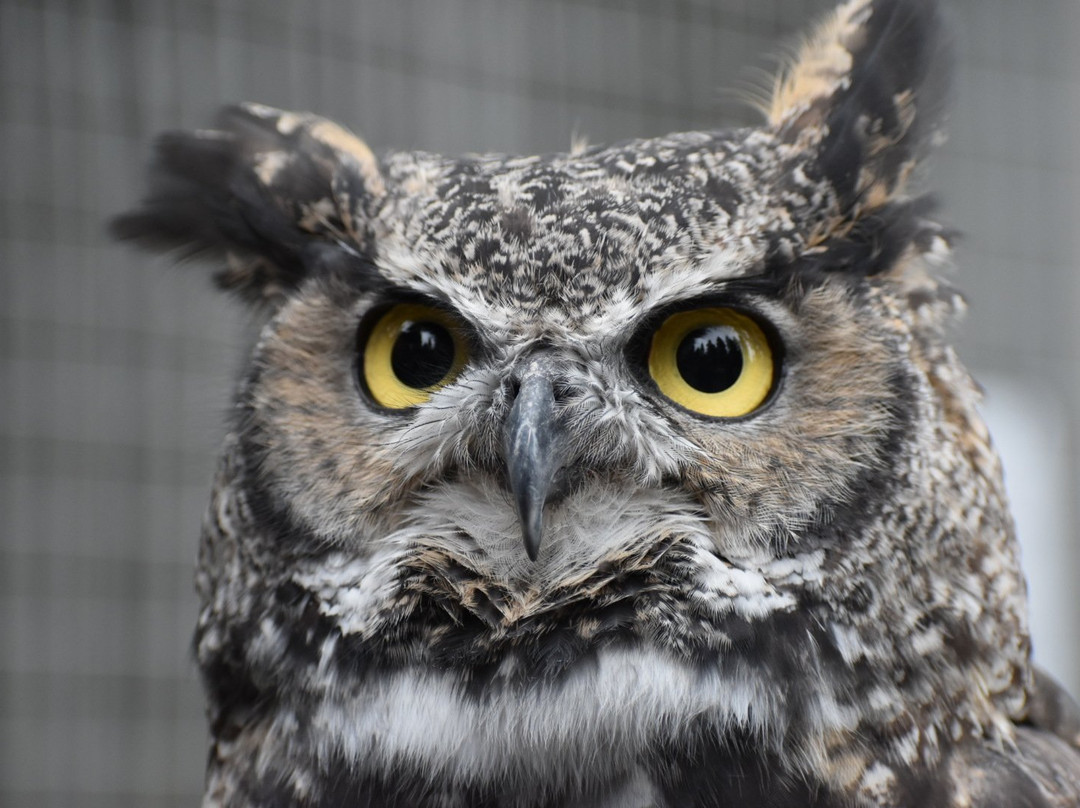 Badger Run Wildlife Rehab-克拉马斯福尔斯必去景点