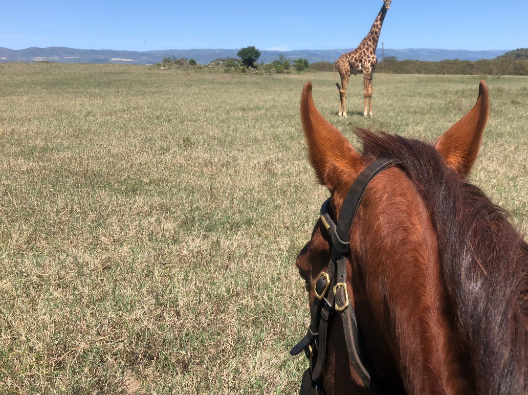 Bellafrica Journeys - Horse Riding Safari-奈瓦夏必去景点