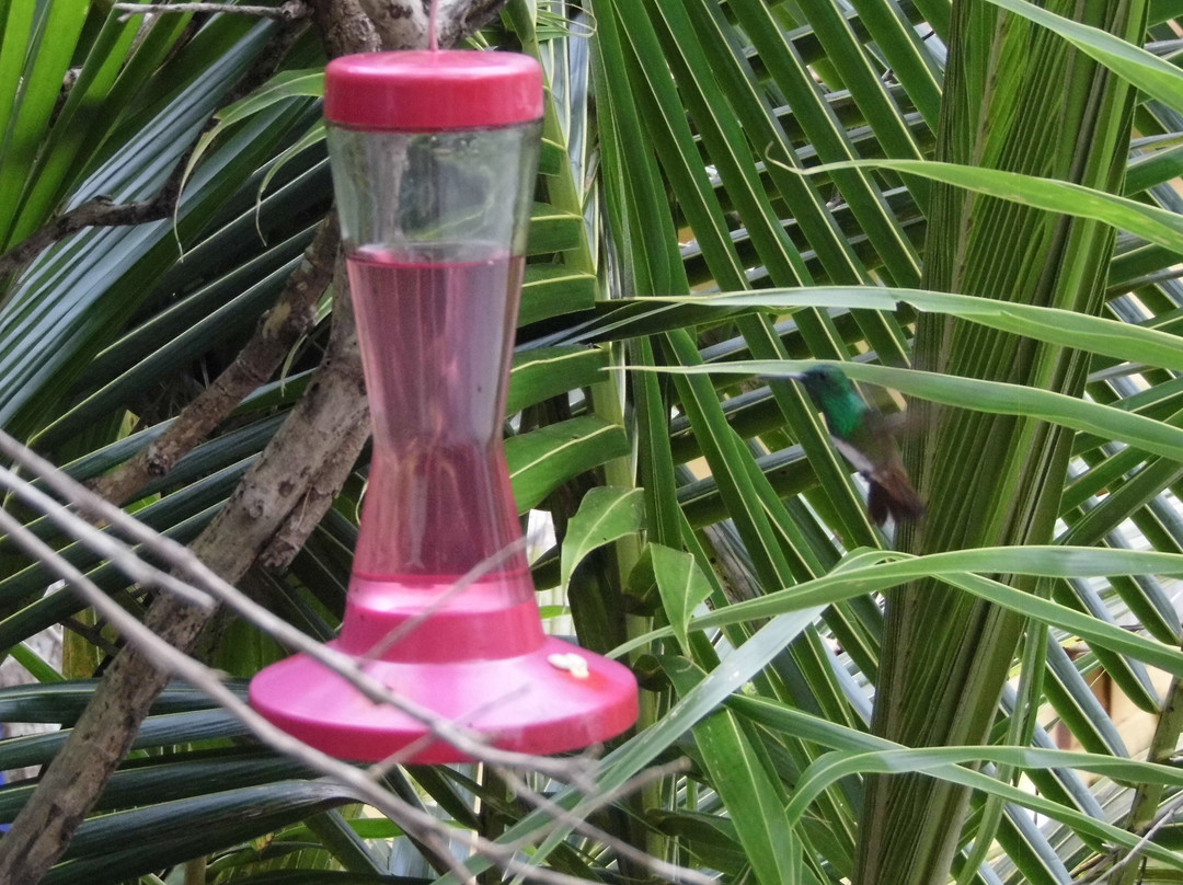 La Romantica Isla Contadora主图