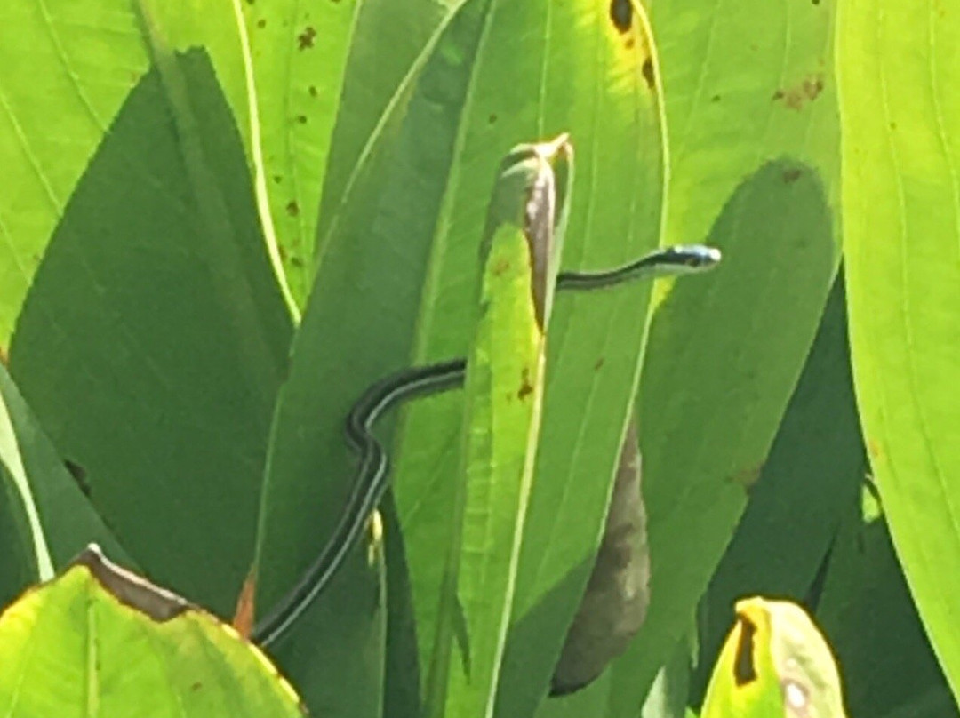 John Bunker Sands Wetland Center-Seagoville必去景点