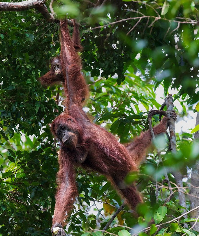 Orangutan Trekking Tours景点图片