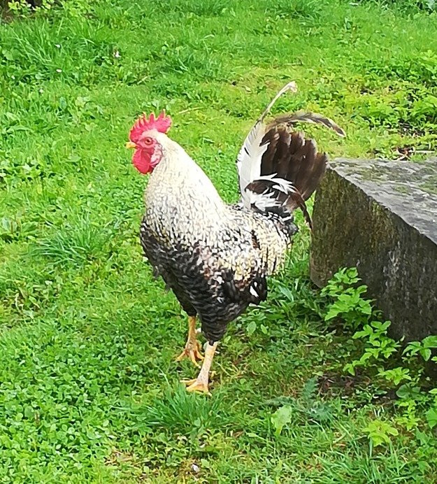 Silverdale Farmhouse B&B主图