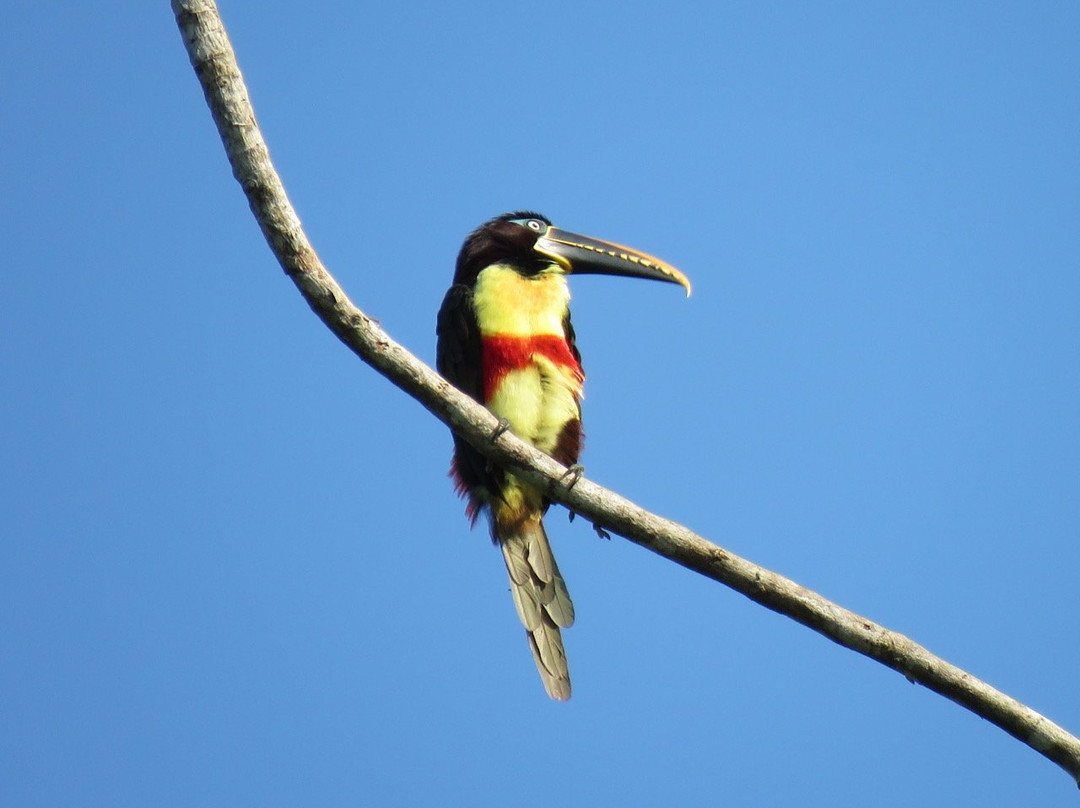 Dawn on the Amazon Tours and Cruises-伊基托斯必去景点