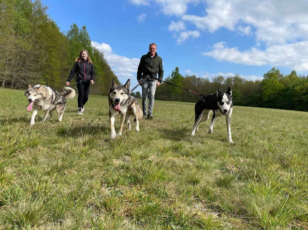 Cripple Creek's Husky Adventures景点图片