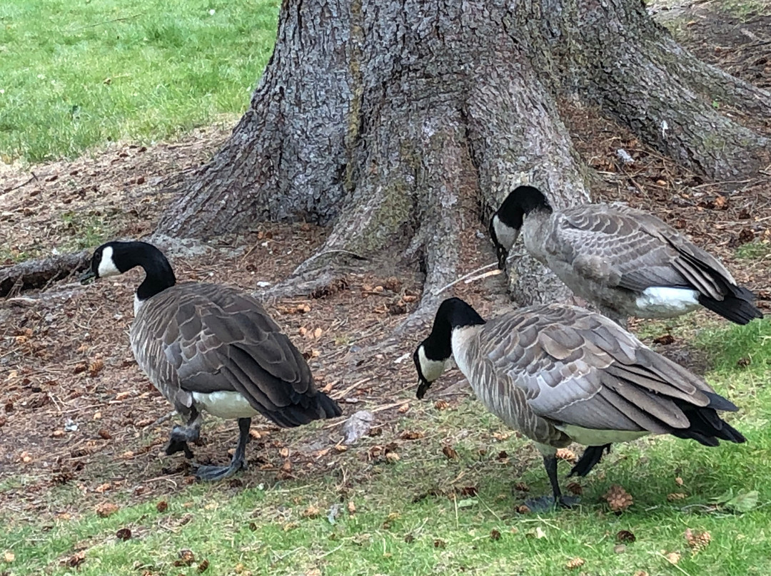 Paul Lake Provincial Park-坎卢普斯必去景点