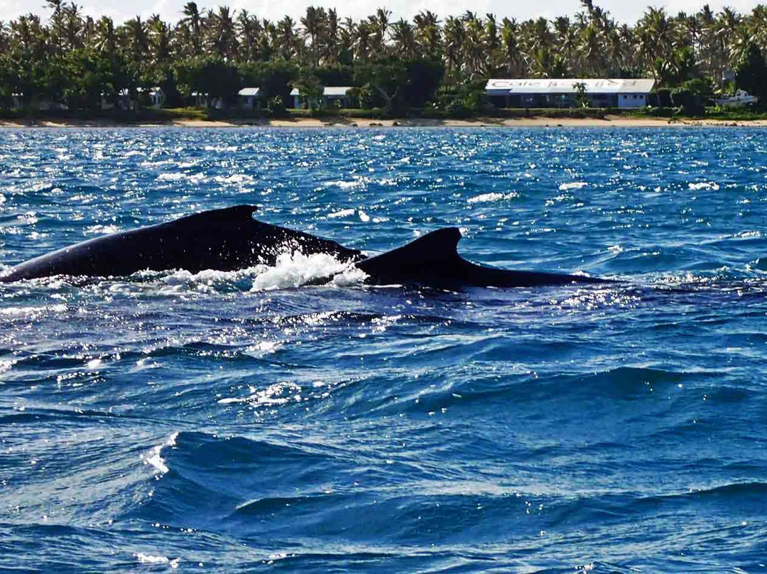 Ha'apai Beach Resort主图