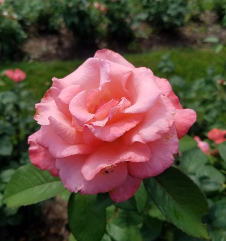 Central Park Rose Garden景点图片