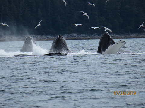 Alaska Humpback Adventures-朱诺必去景点