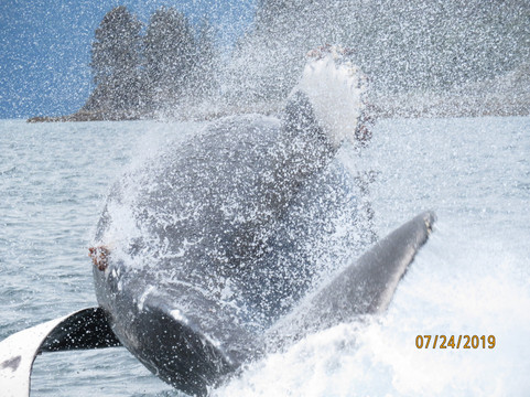 Alaska Humpback Adventures-朱诺必去景点