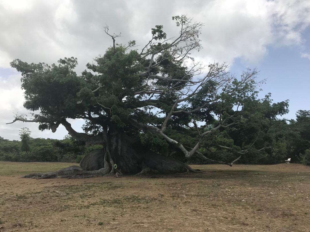 La Gran Ceiba de Vieques景点图片