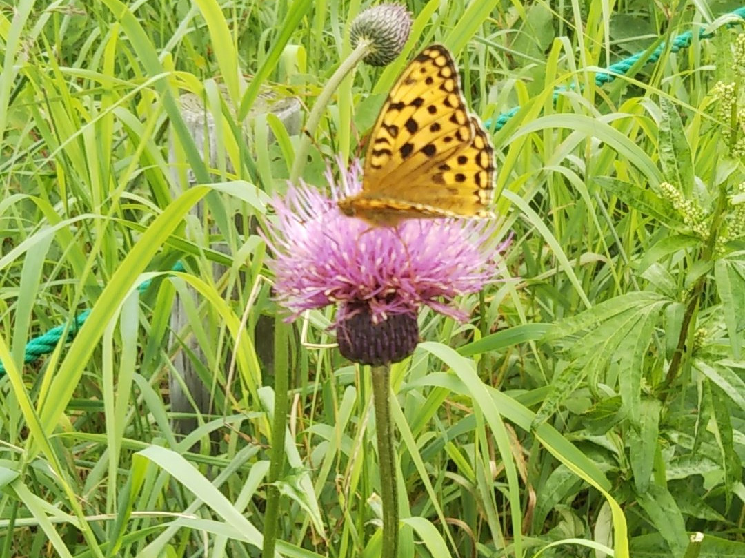 Ike no Taira Shitsugen-东御市必去景点