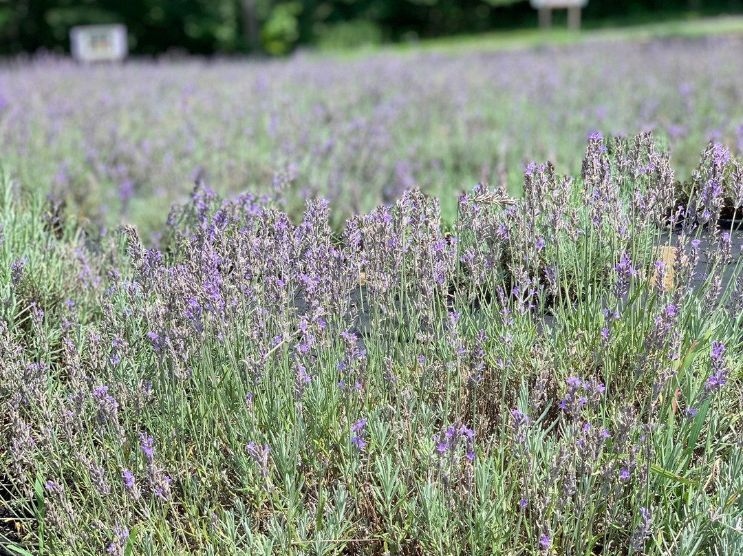Deep Creek Lavender Farm景点图片