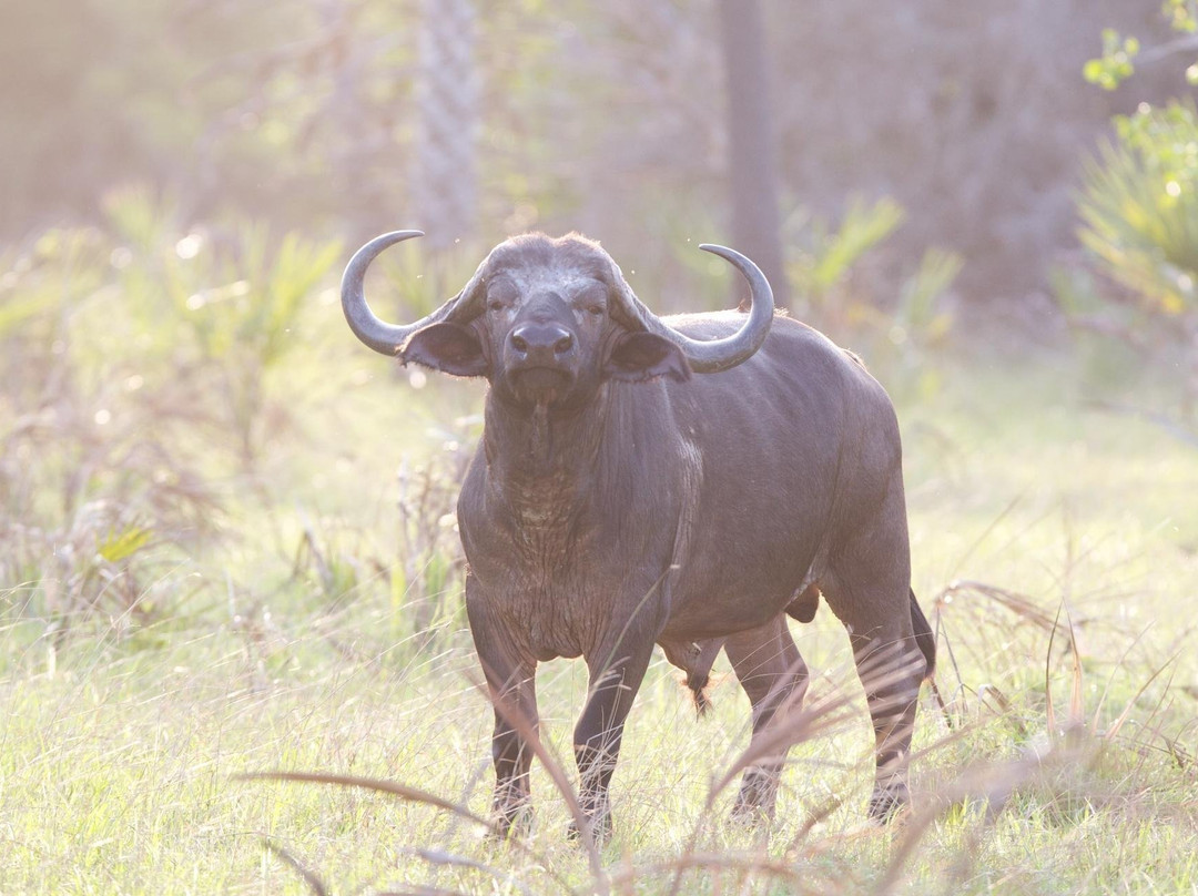 Halal Safaris-拉穆岛必去景点