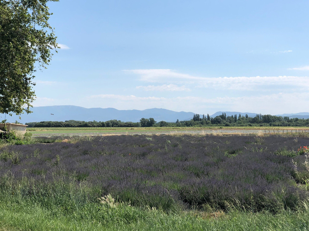 LUBERON WINE GOURMET-戈尔德必去景点