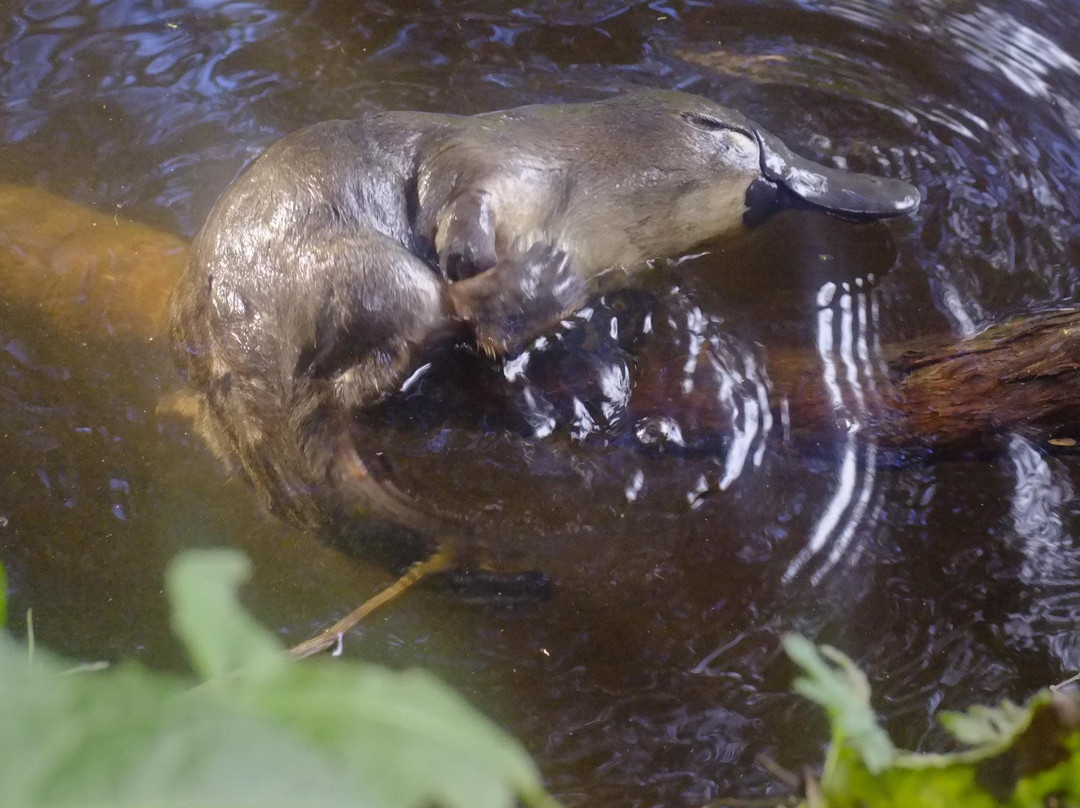 Wildways Tours Geeveston-Geeveston必去景点