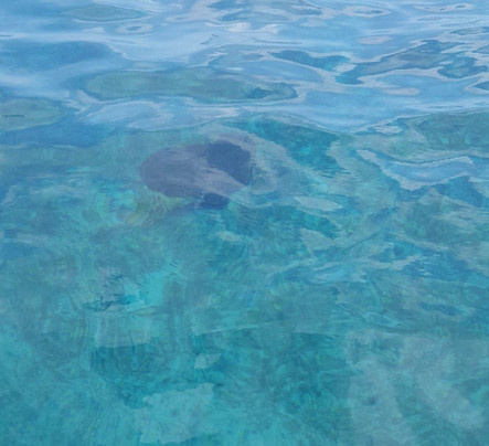 Power Boat Beach Party-弗里波特必去景点
