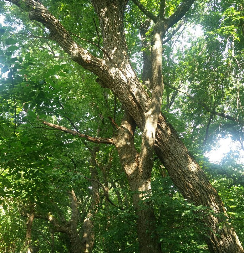 Erwin Park Hike & Bike Trail-麦金尼必去景点