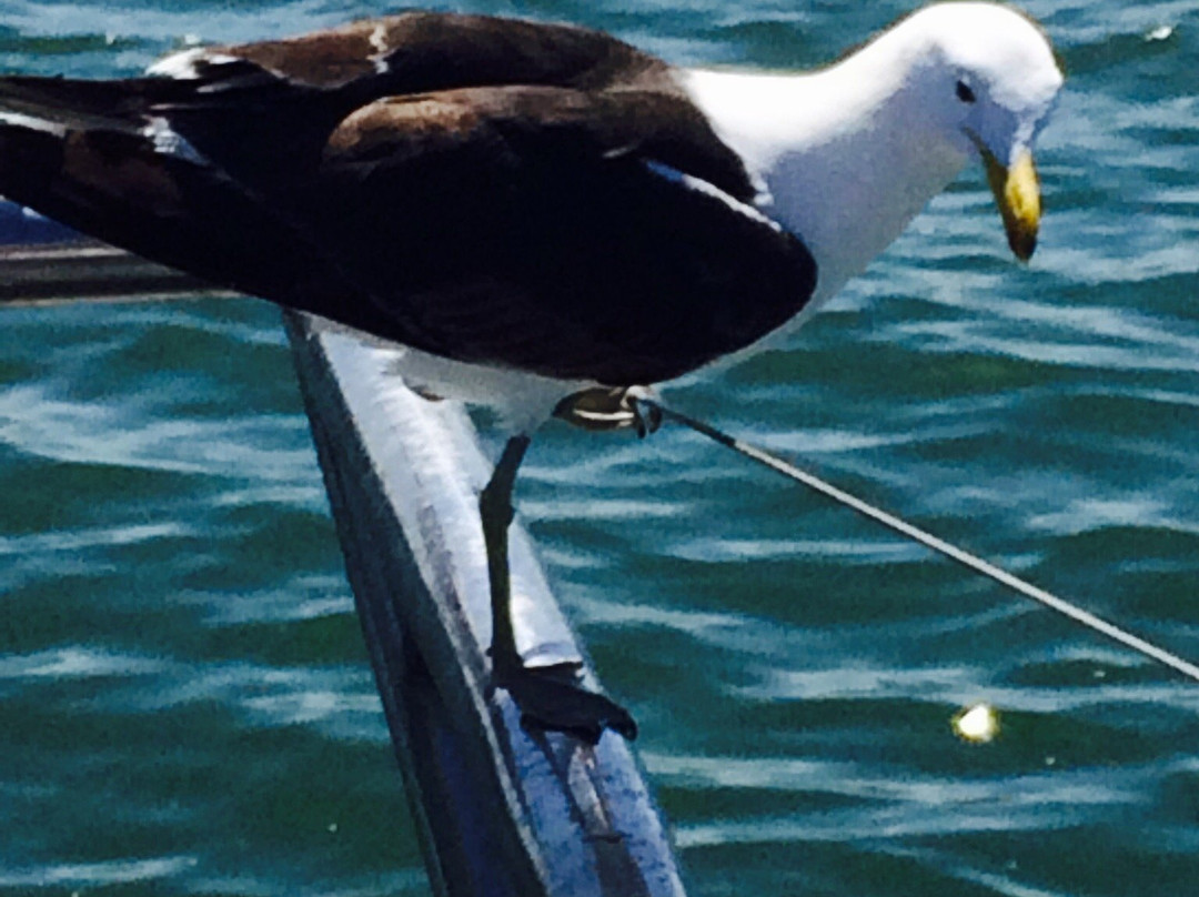 Supreme Sharks-Kleinbaai必去景点