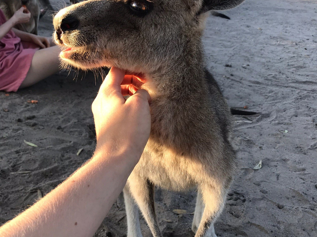 Horizons Kangaroo Sanctuary景点图片