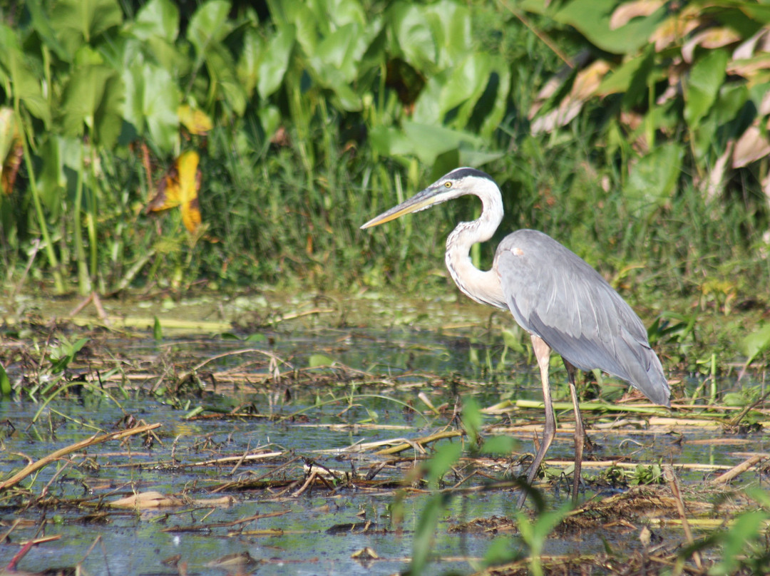 Everglades Day Safari-戴维必去景点