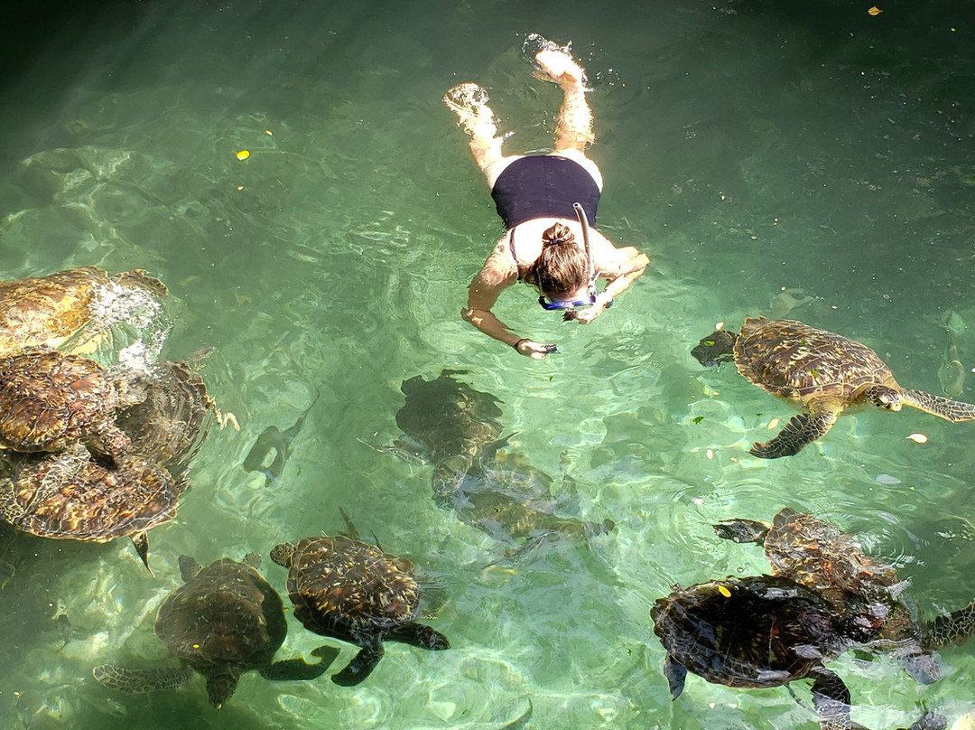 Baraka Natural Aquarium - Nungwi-孥归必去景点