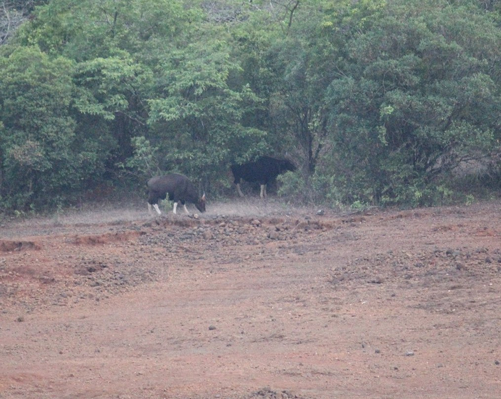 Dajipur Wildlife Sanctuary景点图片