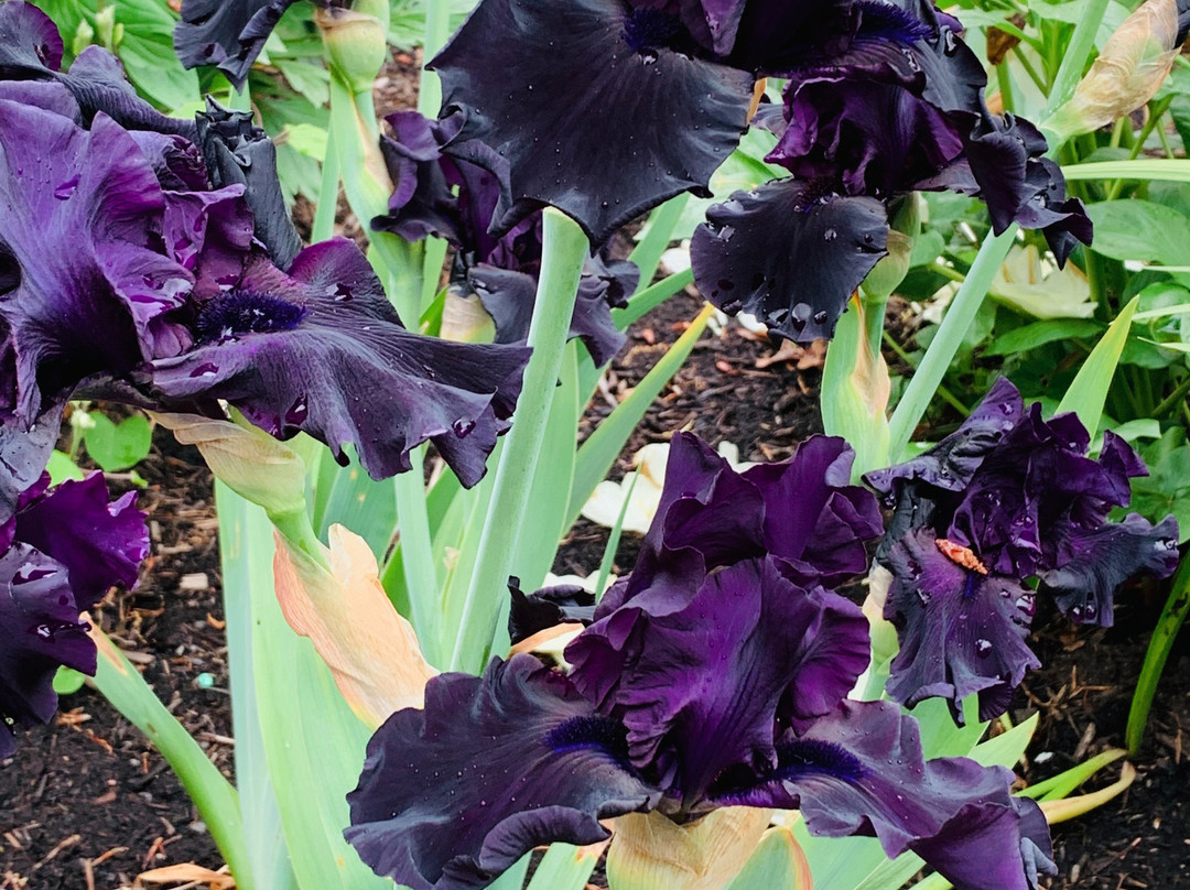 Schreiner's Iris Gardens-塞勒姆必去景点