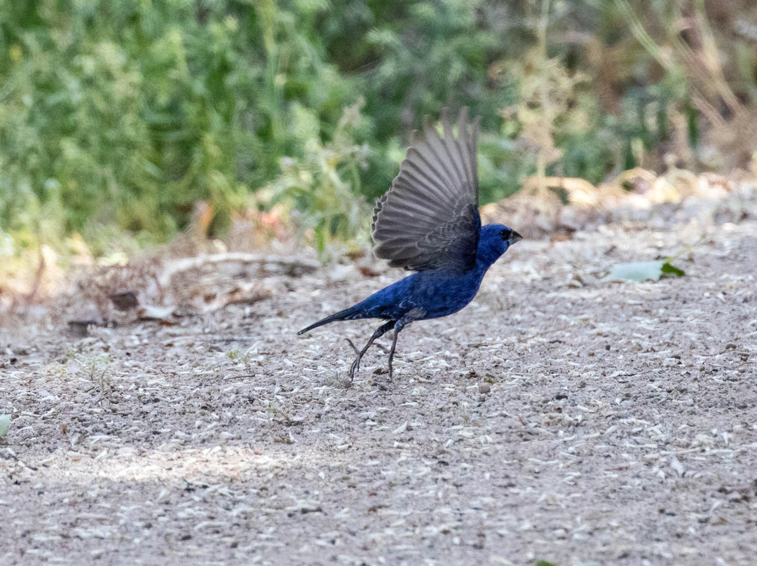 2023年12月Scott Matheson Wetlands Preserve景点攻略Scott Matheson Wetlands