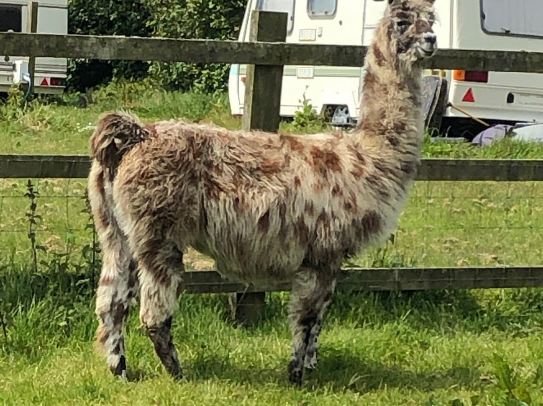 Llama Lland景点图片