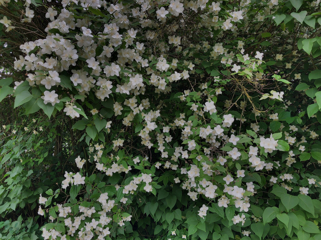 DasSchloss Sinzig-Sinzig必去景点