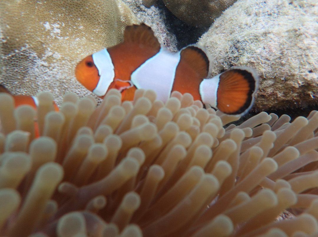 Andaman Aqua Water Sports-哈夫洛克岛必去景点
