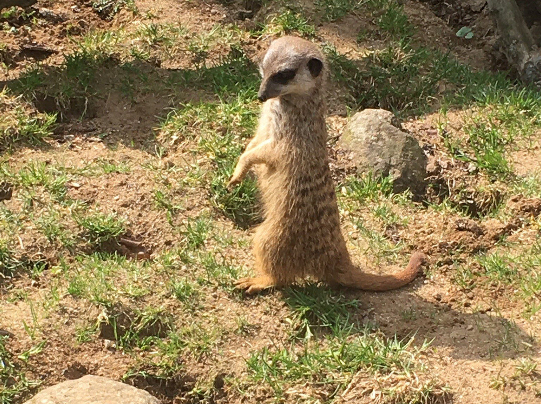 Wildpark景点图片