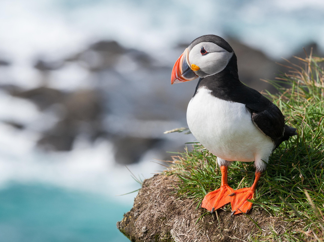 Boat Tours in Vestmannaeyjar-韦斯特曼纳群岛必去景点