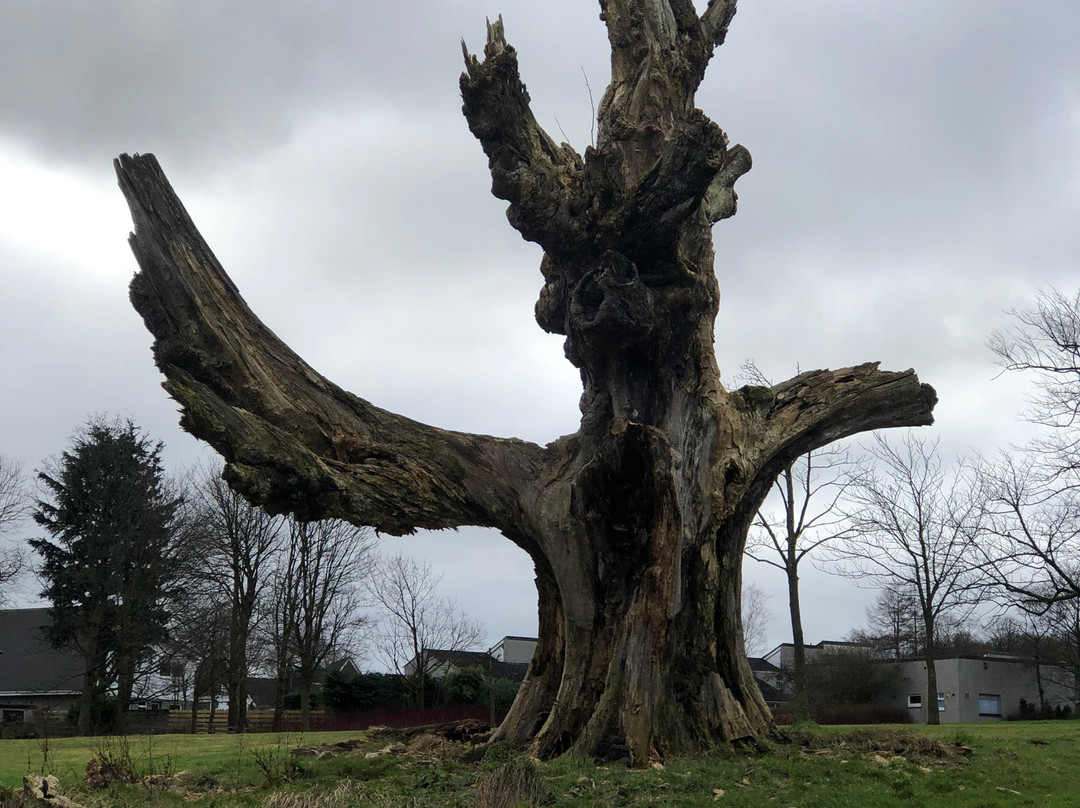 Cumbernauld House Park-坎伯诺尔德必去景点