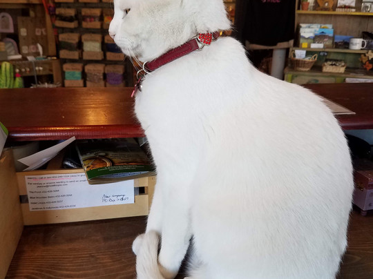 Javelinas and Hollyhocks-Fort Davis必去景点