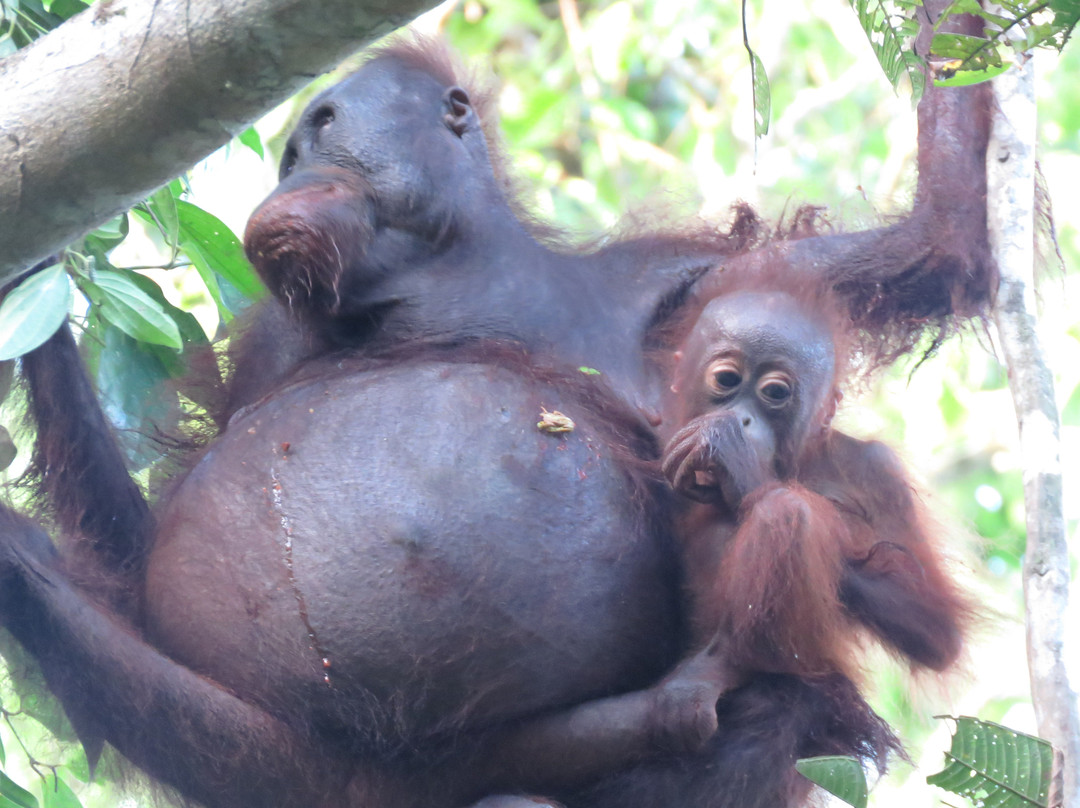 Tabin Lodge and Wildlife Rainforest Tour-拉哈达图必去景点