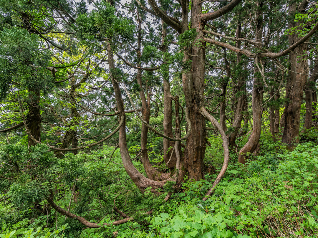 Osadoishina Natural Cedar Walking Path景点图片