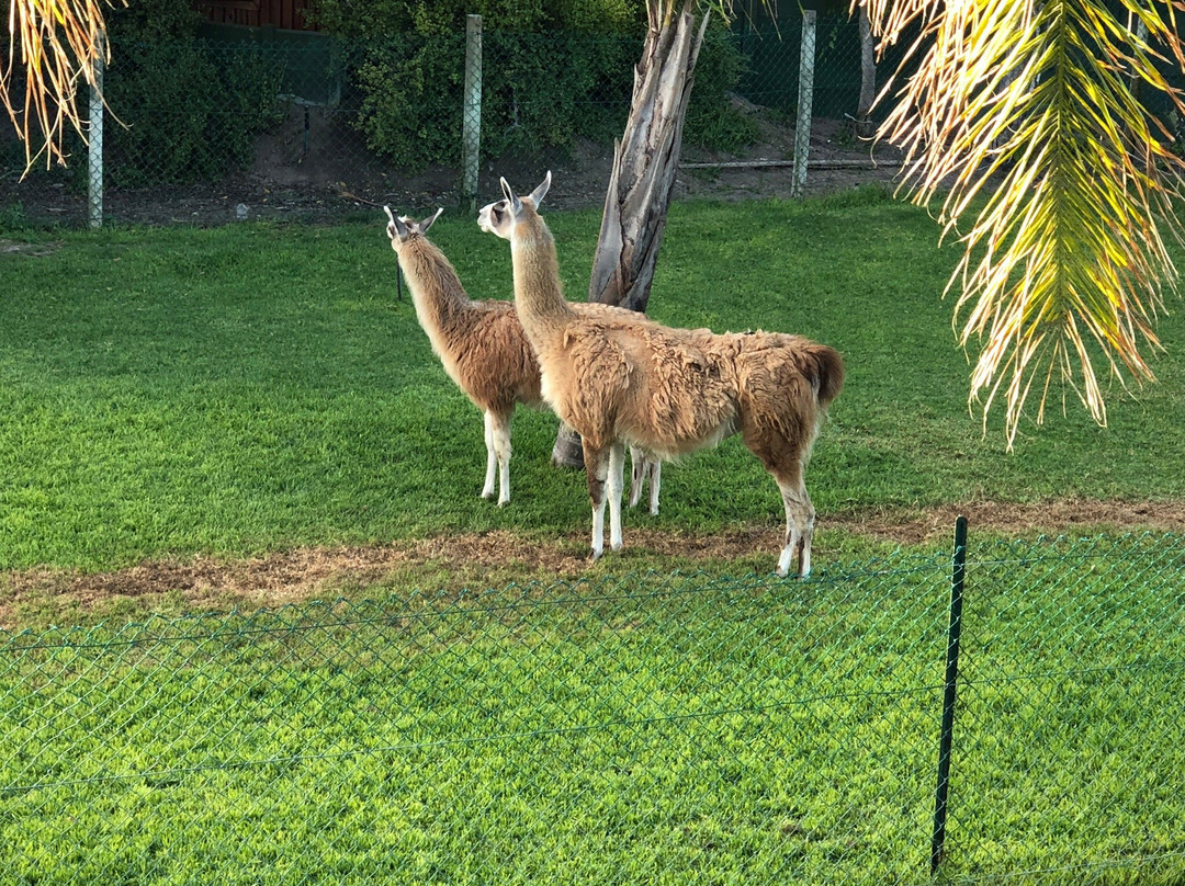 Lamabeach City Farm