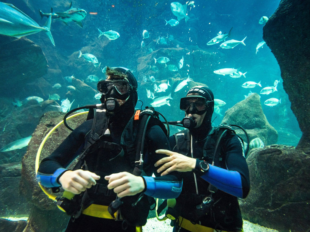 Lava Diving Center景点图片