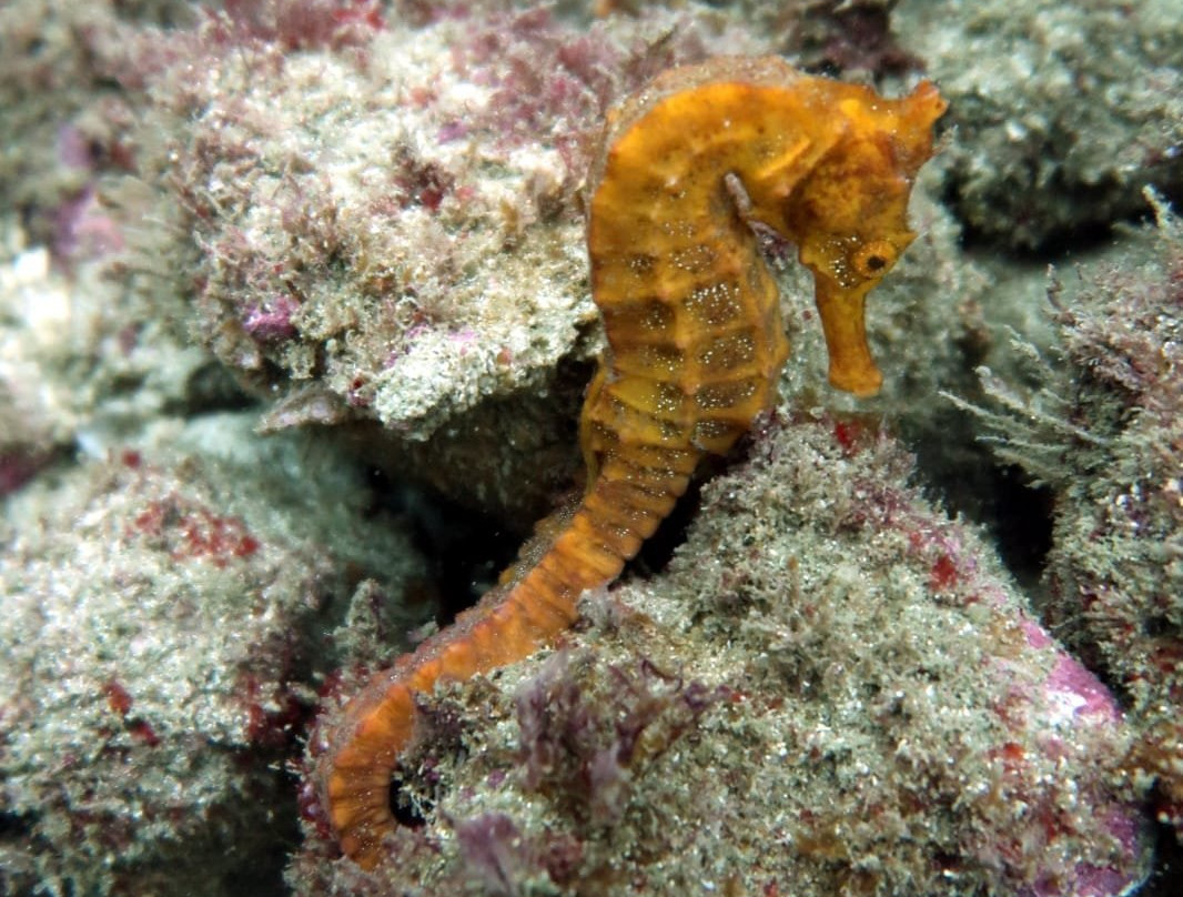 Native Diving-Puerto Lopez必去景点