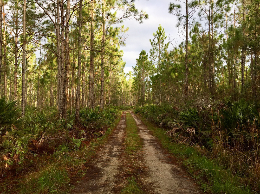 Longleaf Pine Preserve景点图片