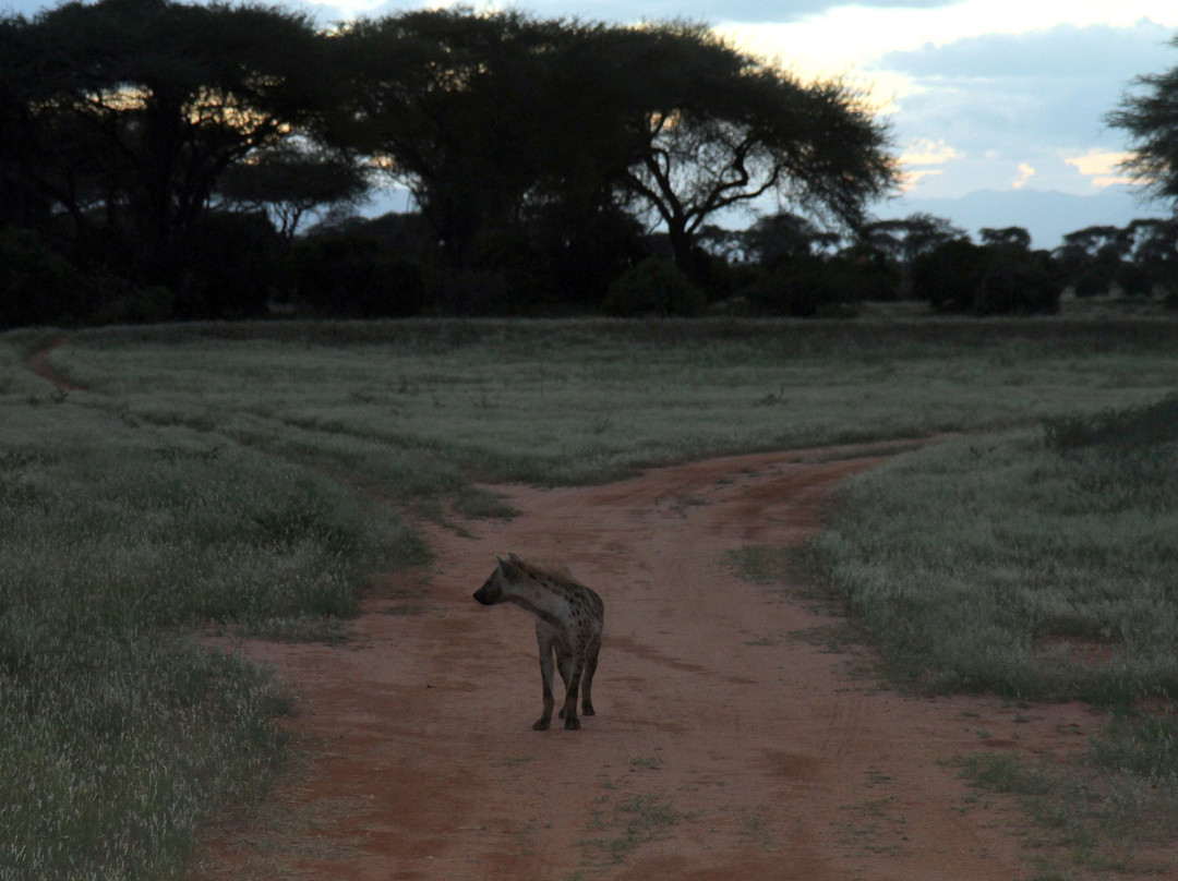 Dream Kenya Safaris-迪亚尼必去景点