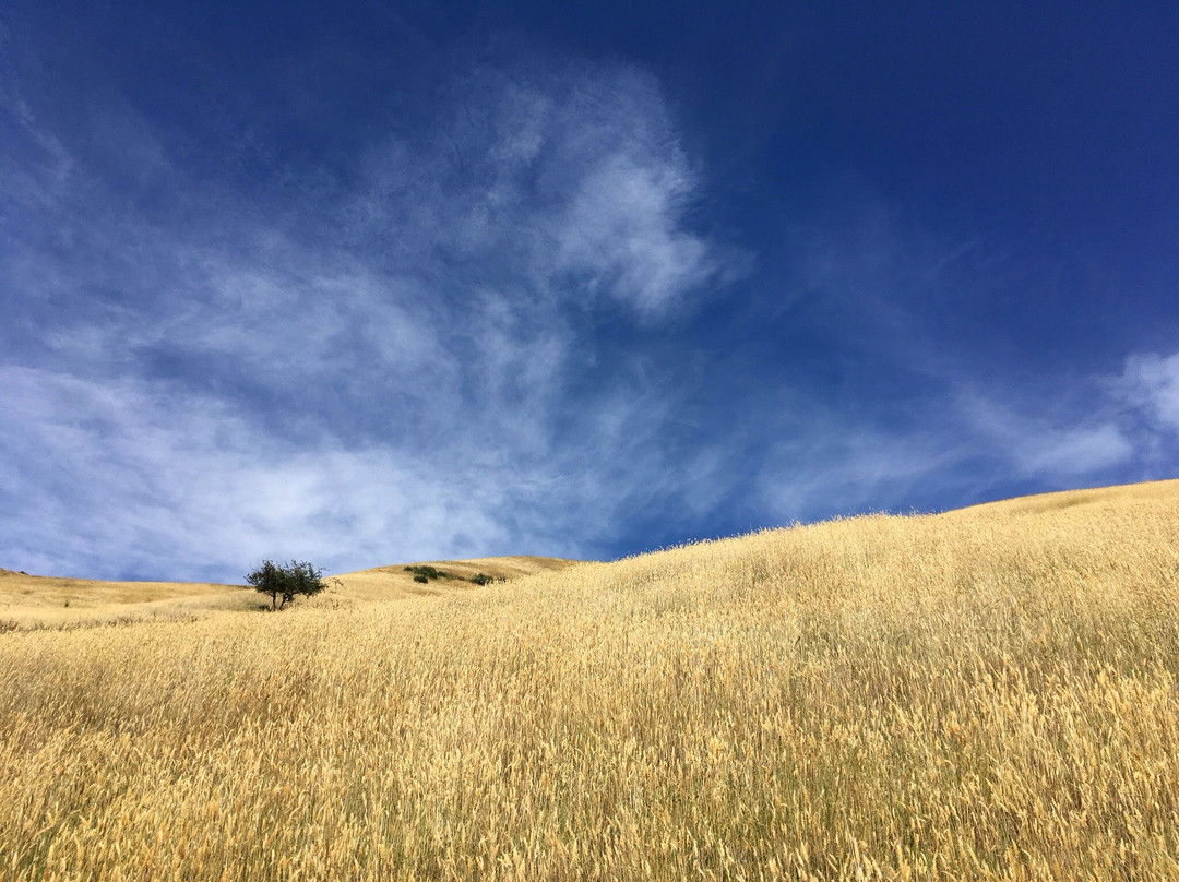 Wither Hills Mountainbike Park景点图片